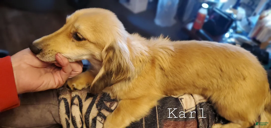 Miniature Dachshund dogs for sale: Karl - Ad 1