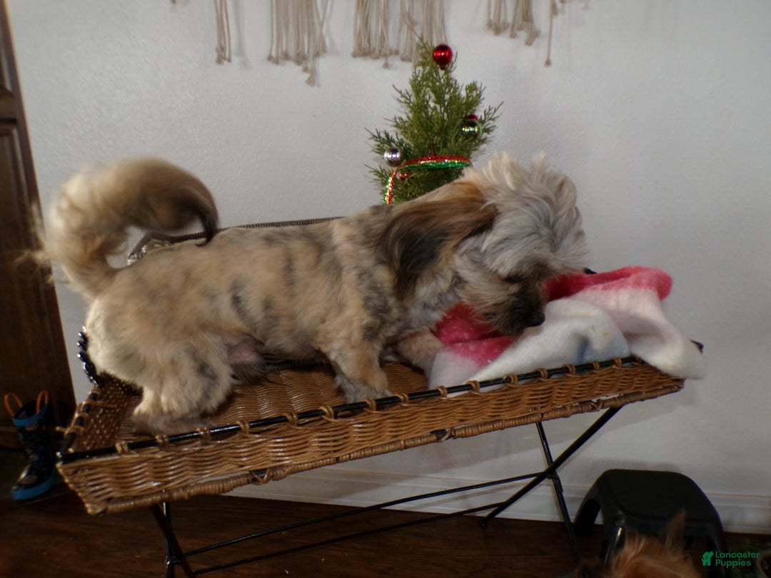 Shihpoo dogs for sale: Shih-poo Puppy 1 Oscar - Ad 2