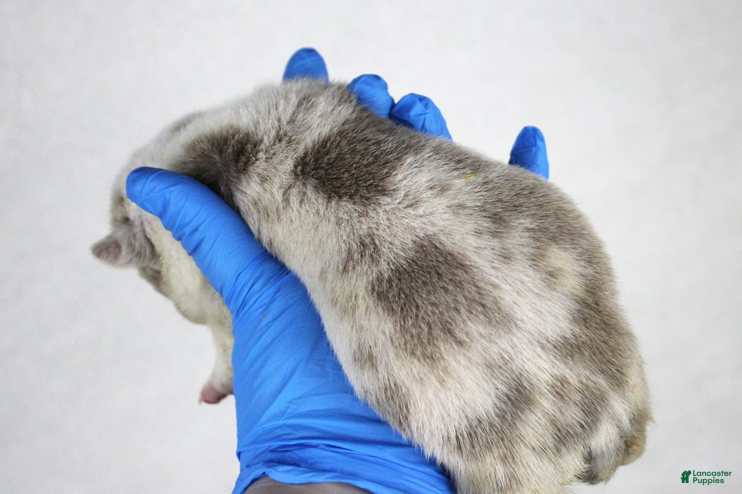 American Bully dogs for sale: Lilac Merle Male - Ad 3