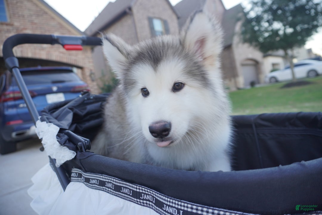 Alaskan Malamute dogs for sale: Xiao Lv - Ad 1