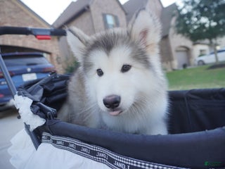 Alaskan Malamute dogs Xiao Lv - Ad 32