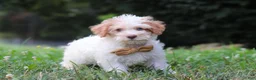 Yorkiepoo dogs for sale: Jackson - Ad 7