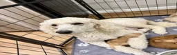 Standard Poodle dogs for sale: Silver Collar - Ad 13