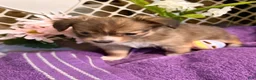 Mixed Breed dogs for sale: Mixed Breed 3 - Ad 11