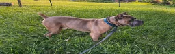 Cane Corso dogs for sale: Cane Corso Puppy 6 - Ad 14