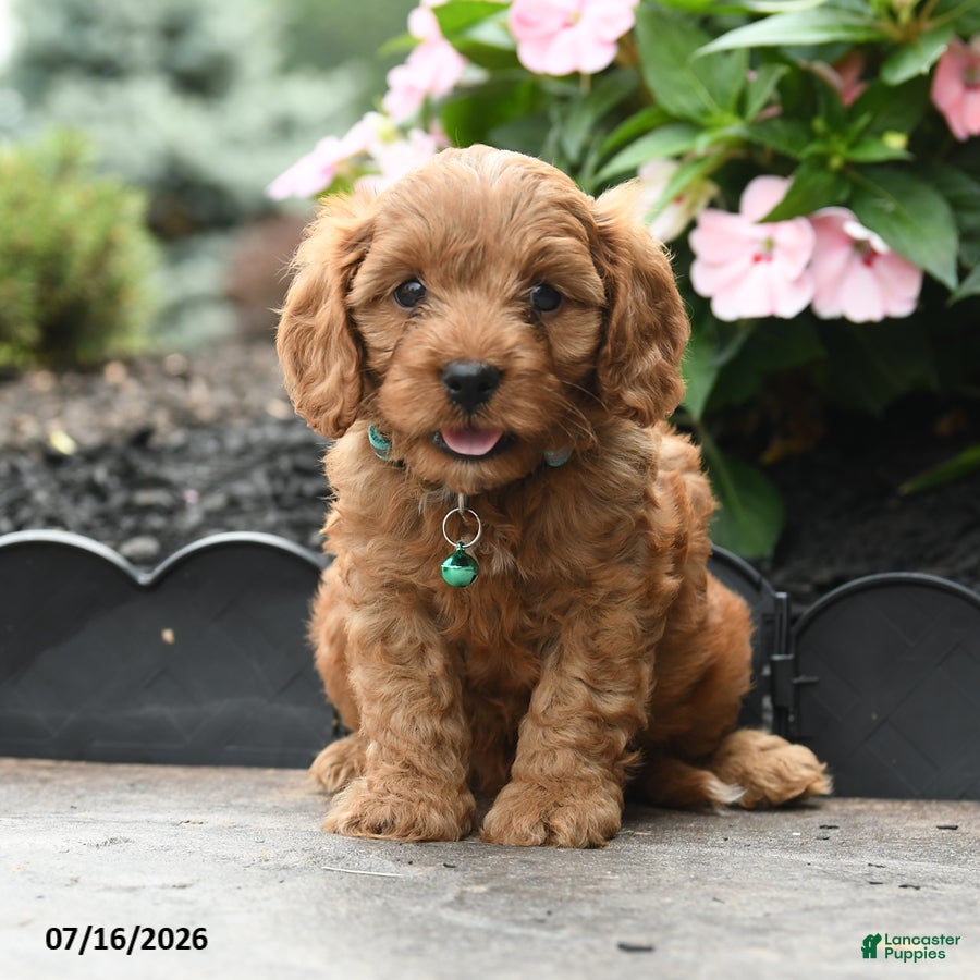 Cavapoo dogs for sale: Gaze  - Ad 4
