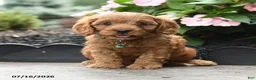 Cavapoo dogs for sale: Gaze  - Ad 1
