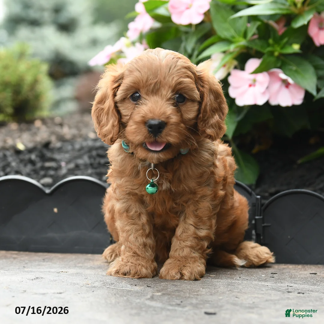 Cavapoo dogs for sale: Gaze  - Ad 1