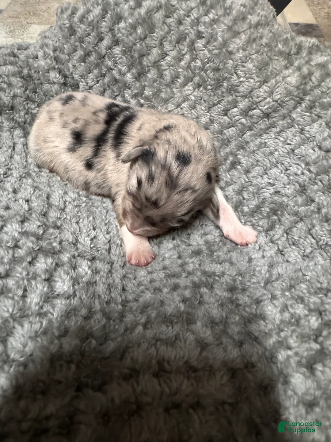 Australian Shepherd dogs for sale: Australian Shepherd 1 - Ad 2