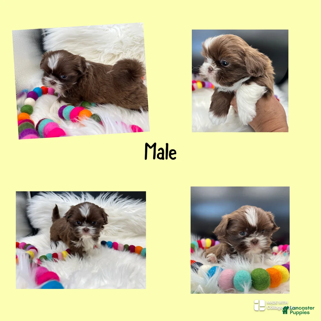 Shih Tzu dogs for sale: Lilo - Ad 1