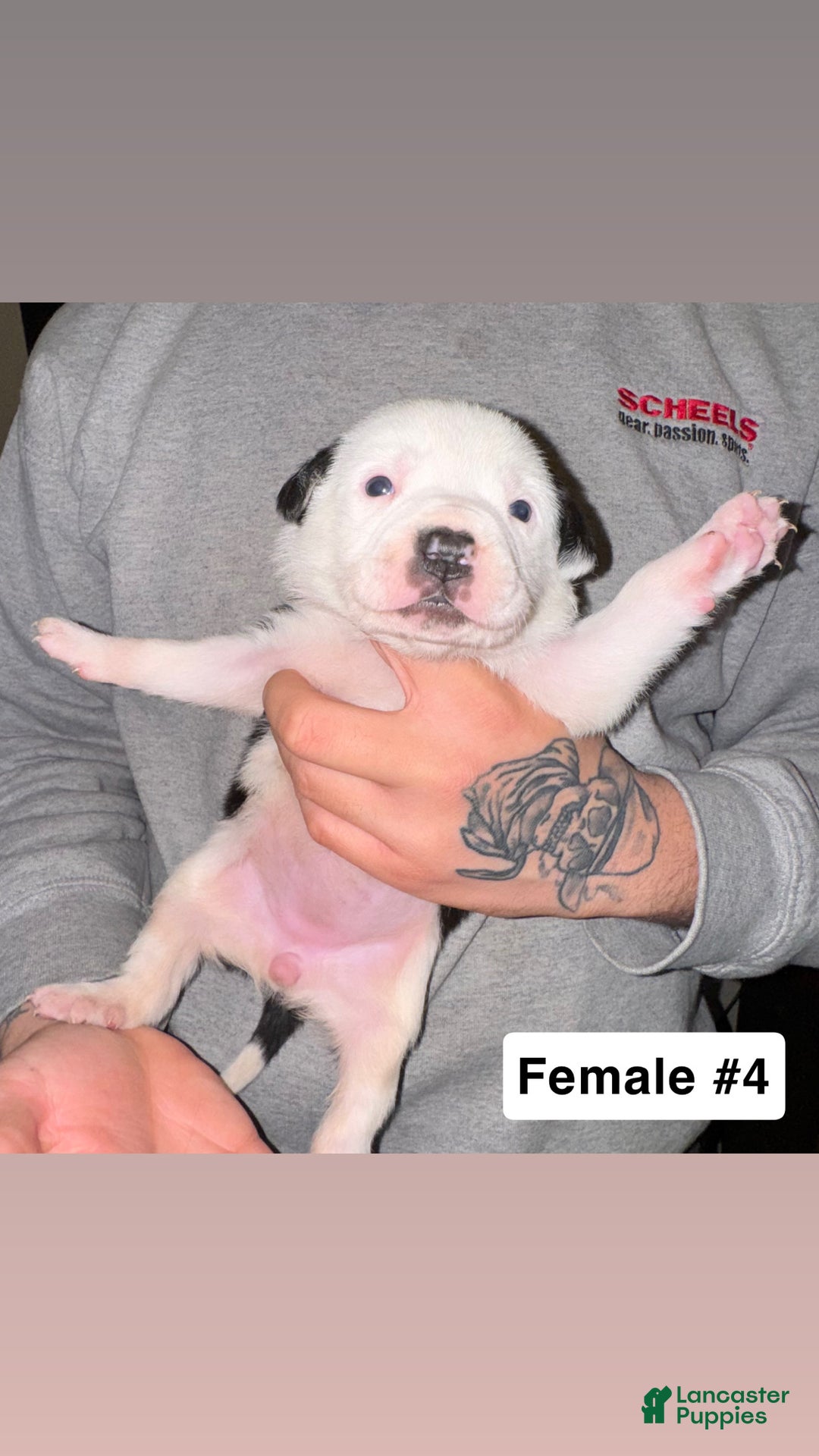 Mixed Breed dogs for sale: Mixed Breed Puppy 4 - Ad 2