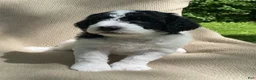 Mixed Breed dogs for sale: Strudel - Ad 19