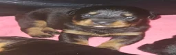 Rottweiler dogs for sale: Championship bloodline Girl 3 - Ad 1