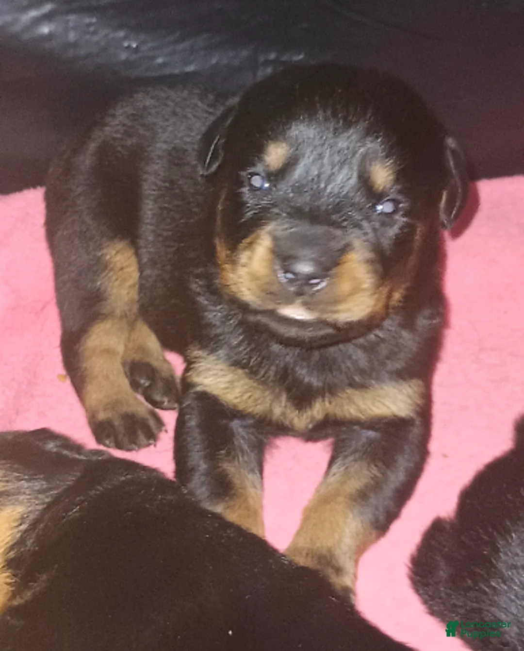 Rottweiler dogs for sale: Championship bloodline Girl 3 - Ad 1