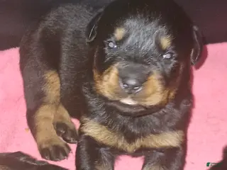 Rottweiler dogs Championship bloodline Girl 3 - Ad 1