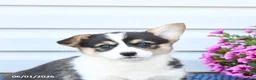 Welsh Corgi Pembroke dogs for sale: Jewel - Ad 5