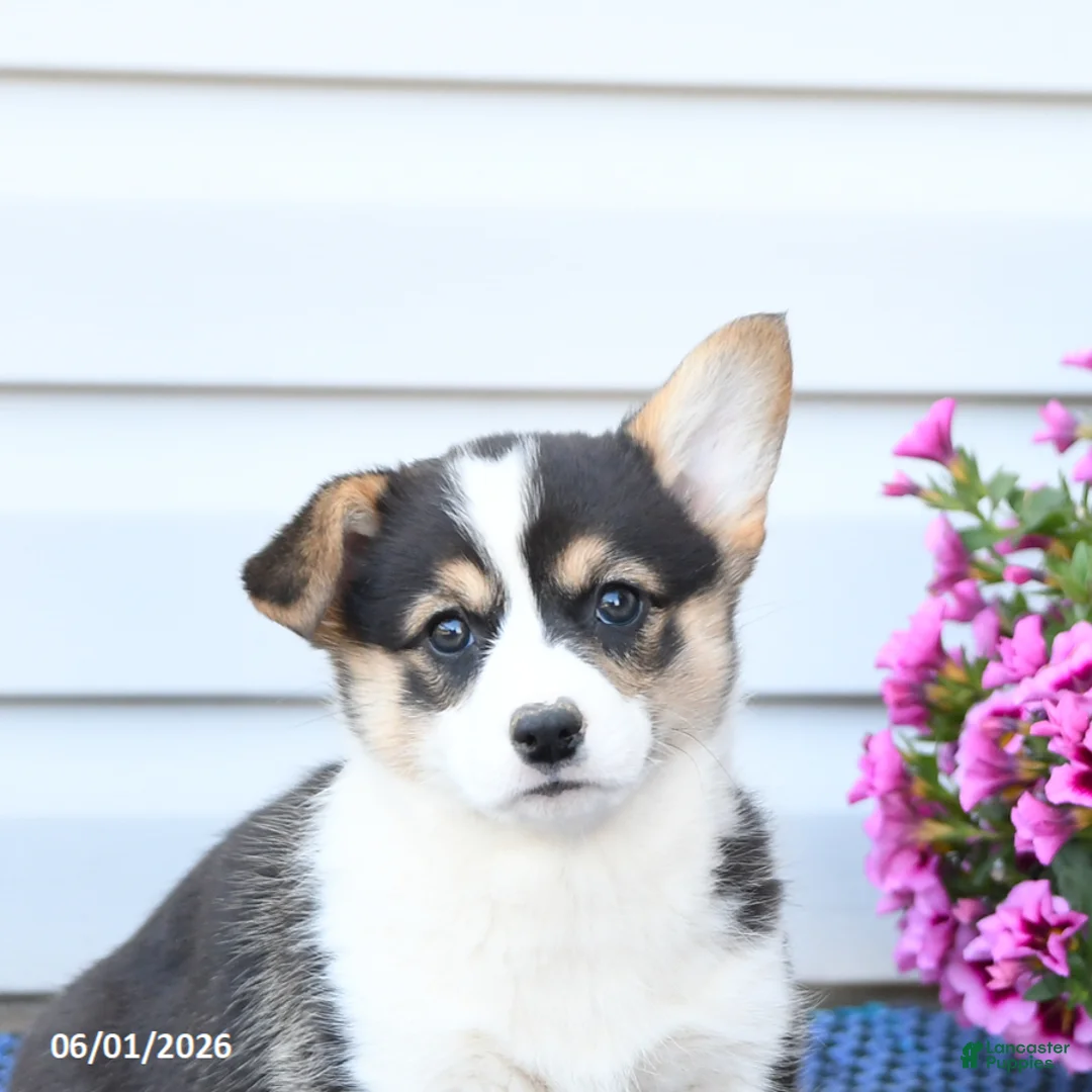 Welsh Corgi Pembroke dogs for sale: Jewel - Ad 5