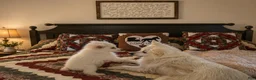 American Eskimo dogs for sale: American Eskimo READY NOW 🐶🐾 - Ad 2
