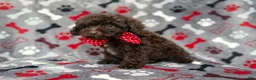 Shihpoo dogs for sale: Benson - Ad 3