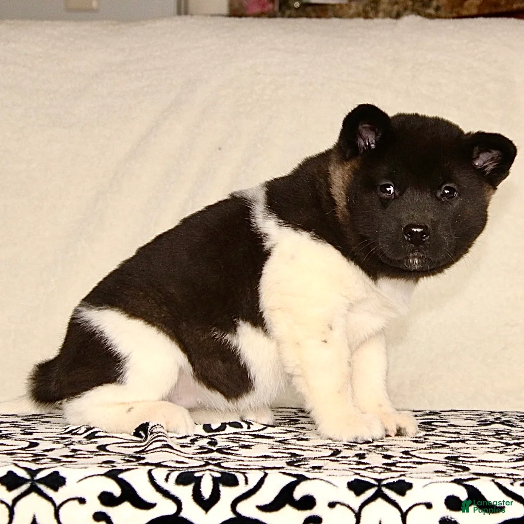 Akita dogs for sale: Adeline - Ad 2
