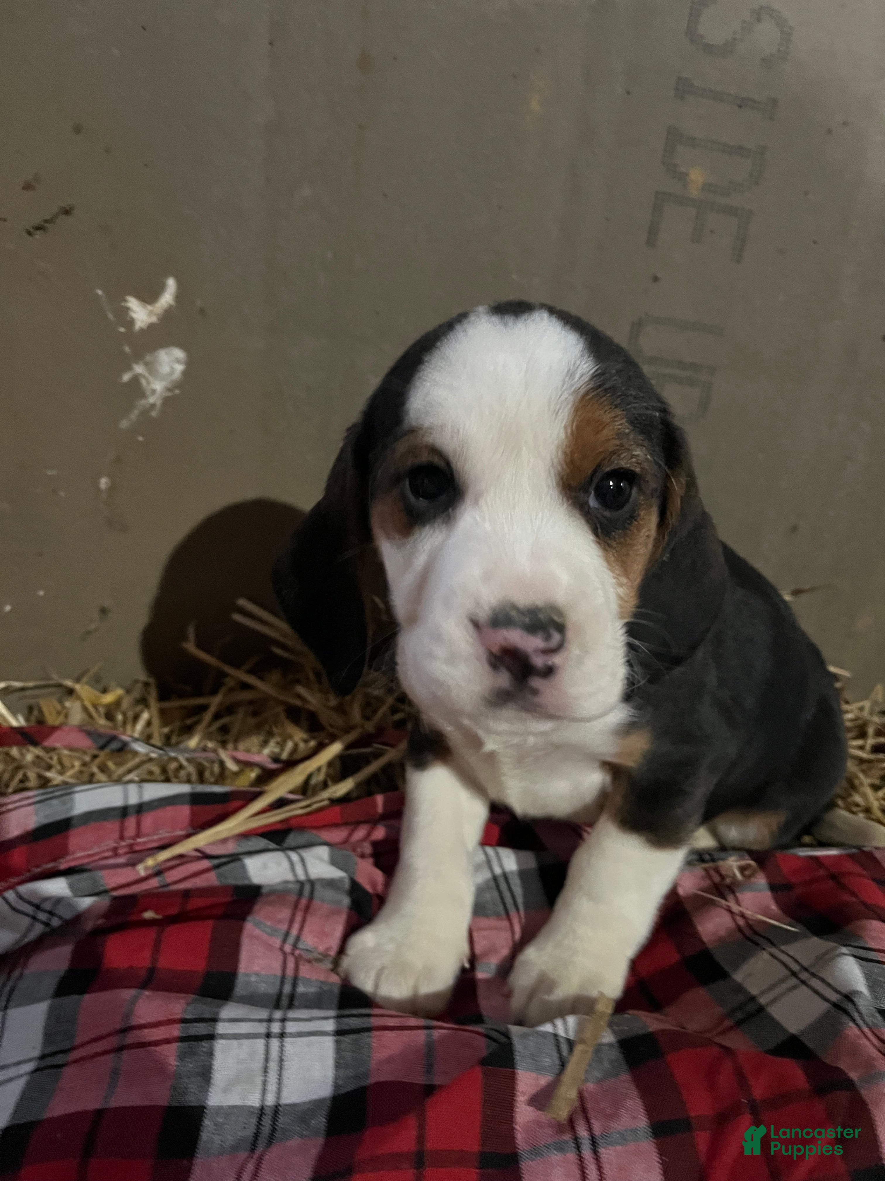 Mixed Breed dogs Bear - Ad 25