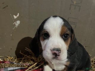 Mixed Breed dogs Bear - Ad 13