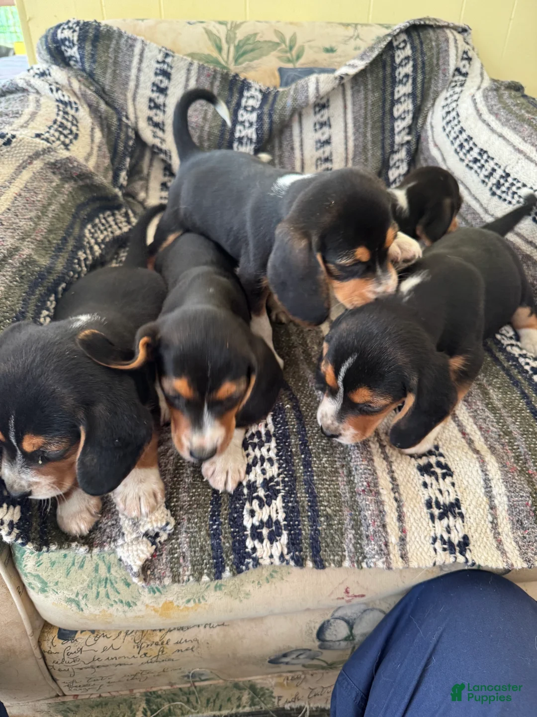 Beagle dogs for sale: Rumi - Ad 12