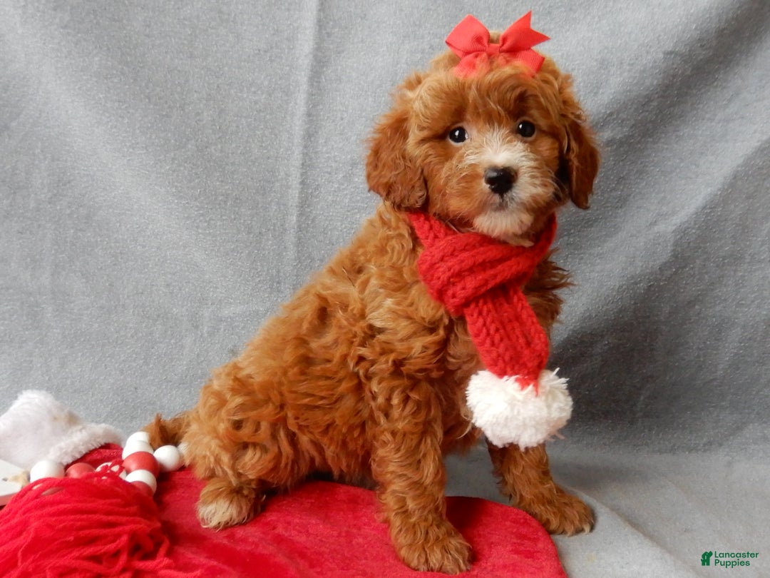 Mini Goldendoodle dogs for sale: Zoey - Ad 4