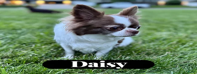 Daisy