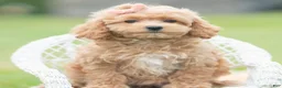 Maltipoo dogs for sale: Petunia - Ad 7