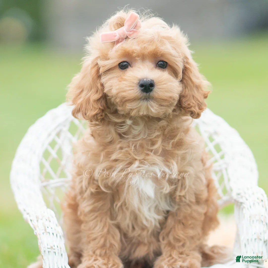 Maltipoo dogs for sale: Petunia - Ad 7