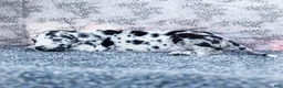 Great Dane dogs for sale: Blaine - Ad 5