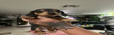 Dachshund 5
