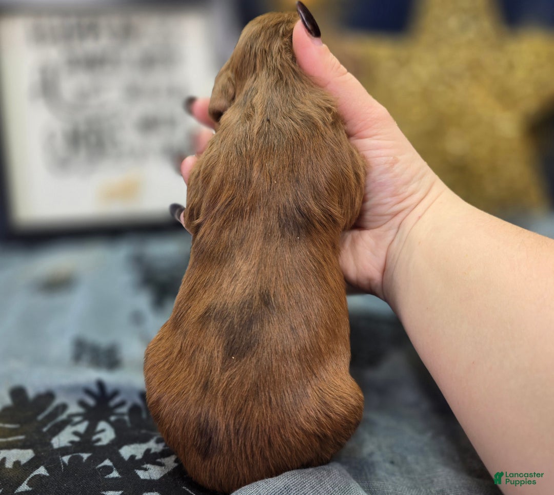 Cockapoo dogs for sale: Grinch - Ad 5