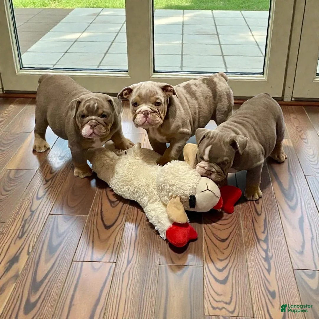 English Bulldog dogs for sale: Perfection  - Ad 4