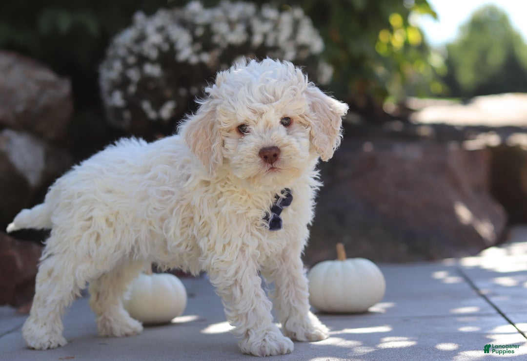 Lagotto Romagnolo dogs for sale: Zane - Ad 5