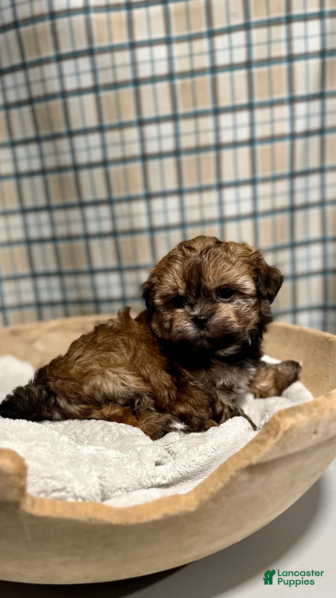 Teddy Bear dogs for sale: LYNDON - Ad 4