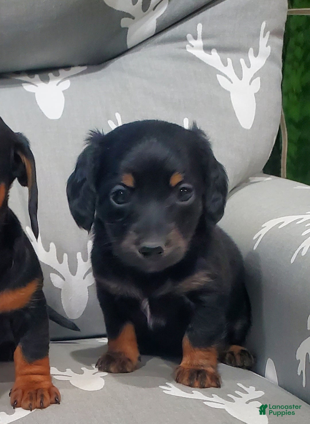 Miniature Dachshund dogs for sale: Inka - Ad 2