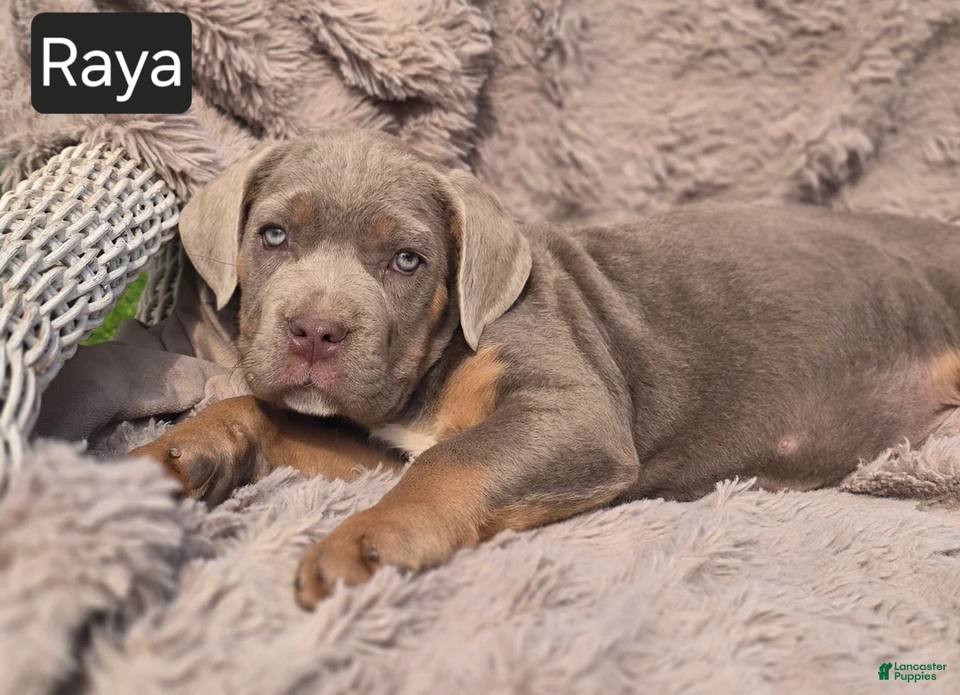 Cane Corso dogs for sale: Raya - Ad 7