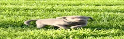Labrador Retriever dogs for sale: Gauge - Ad 1