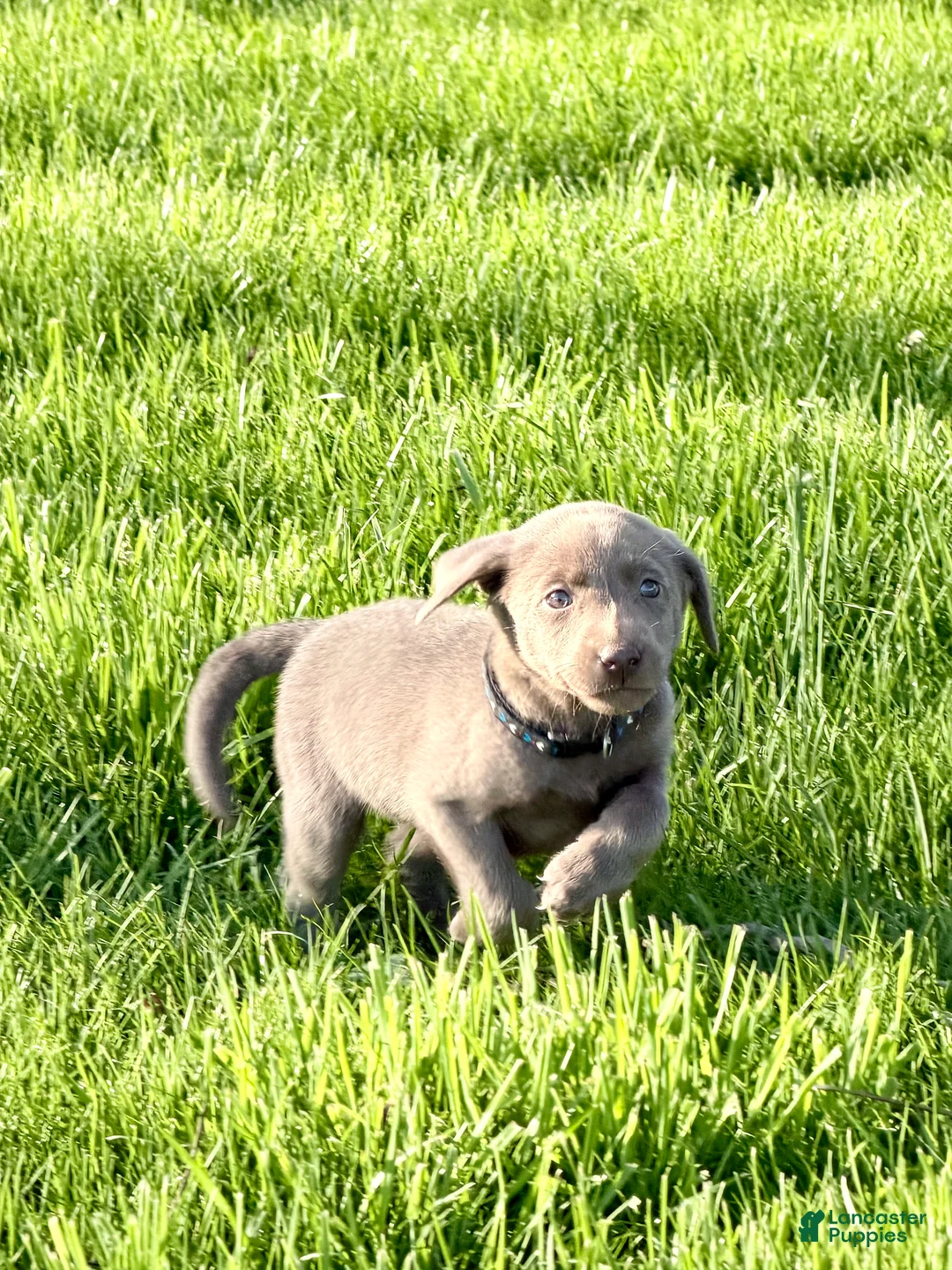 Labrador Retriever dogs for sale: Gauge - Ad 1