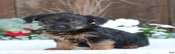Yorkshire Terrier dogs for sale: Sparky - Ad 3