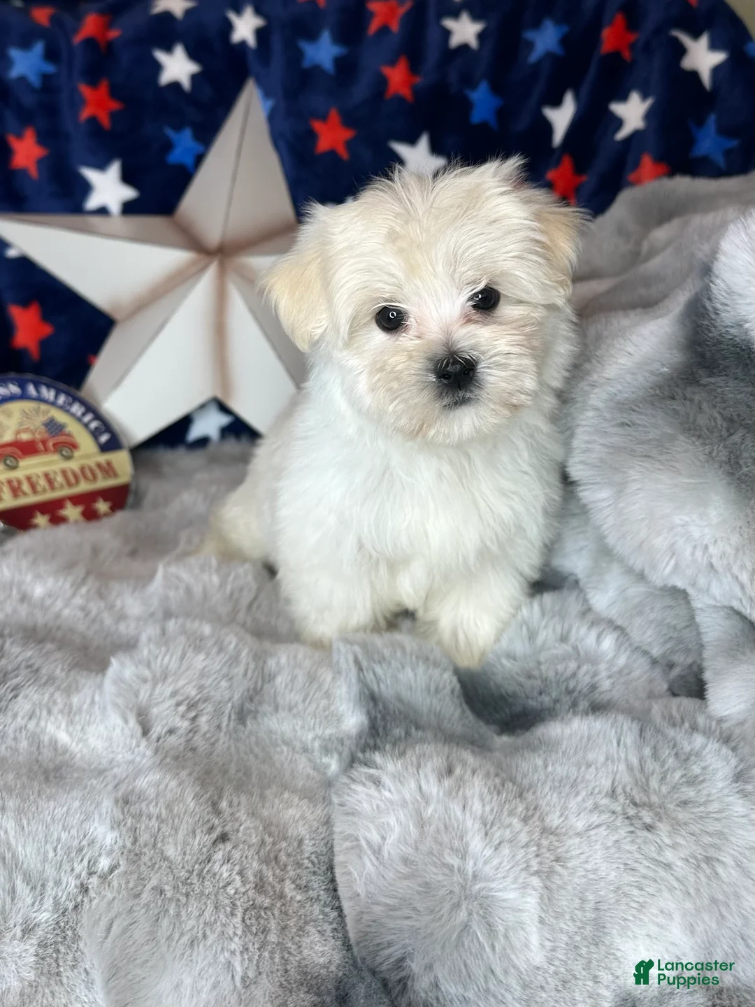Maltese dogs for sale: Teddy - Ad 4
