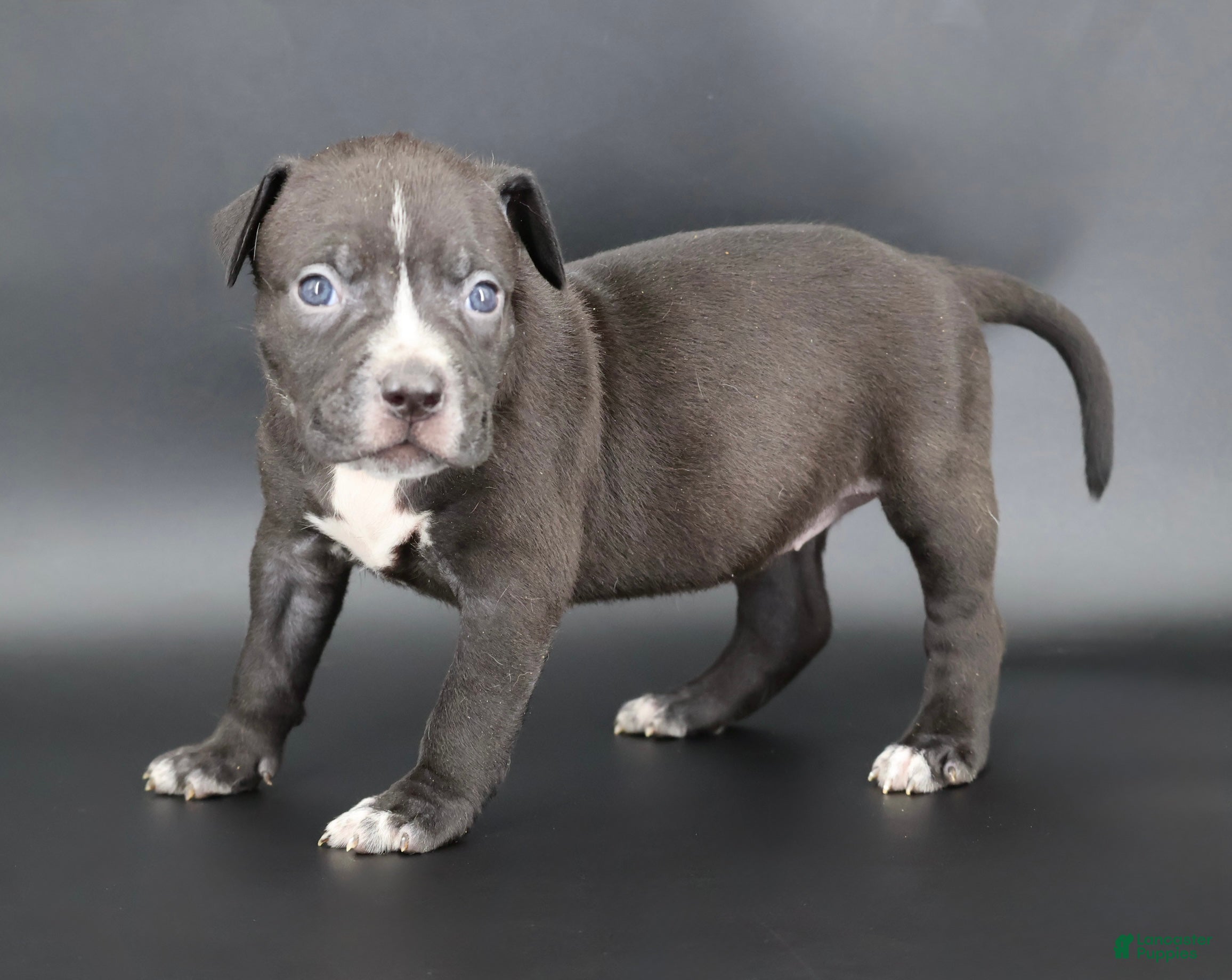 American Bully dogs Amora - Ad 8