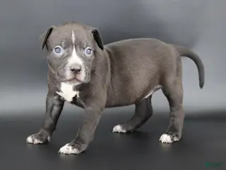 American Bully dogs Amora - Ad 8