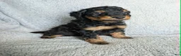 Mixed Breed dogs for sale: Bear  - Ad 3