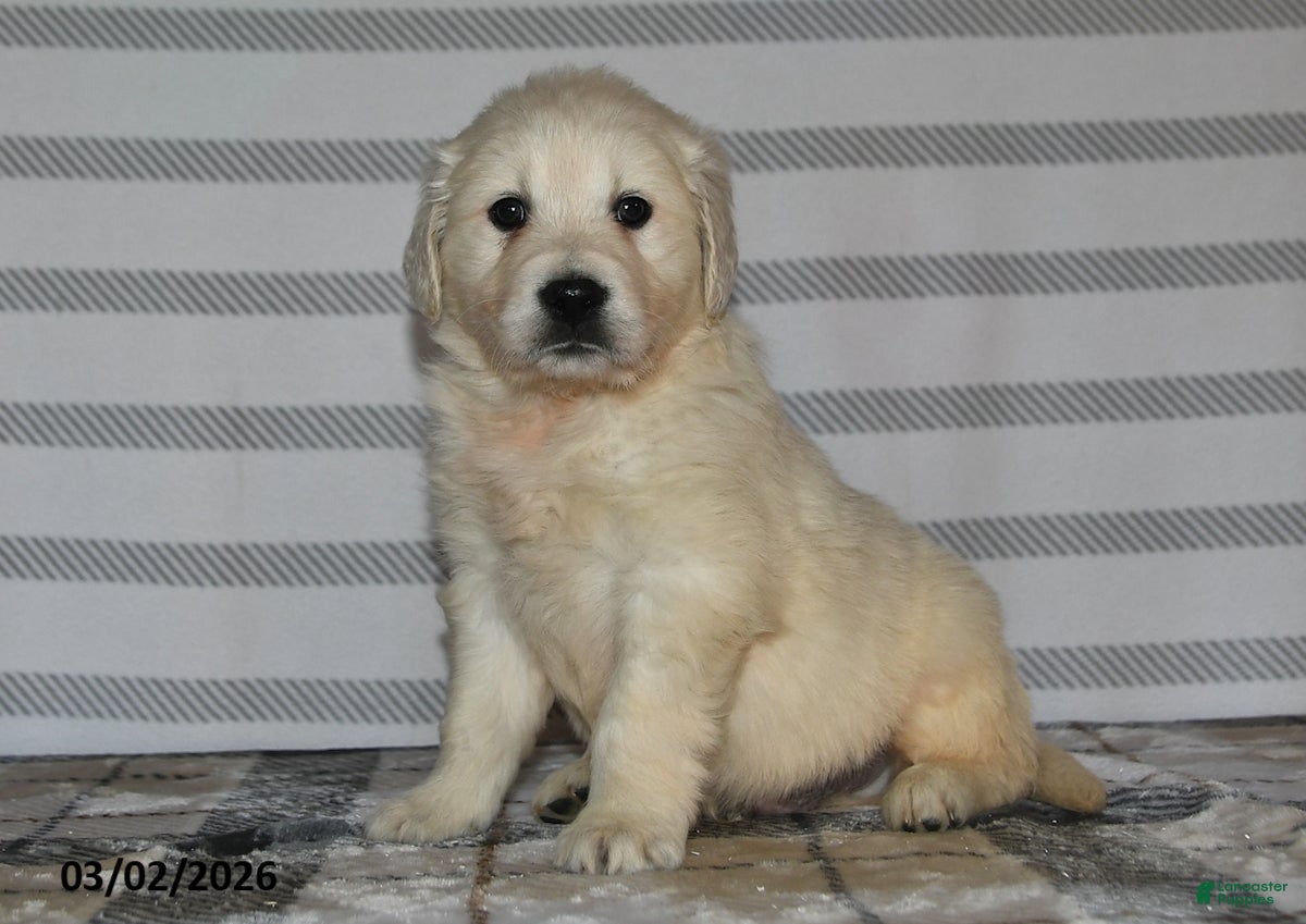 Golden Retriever dogs for sale: Frisco - Ad 2