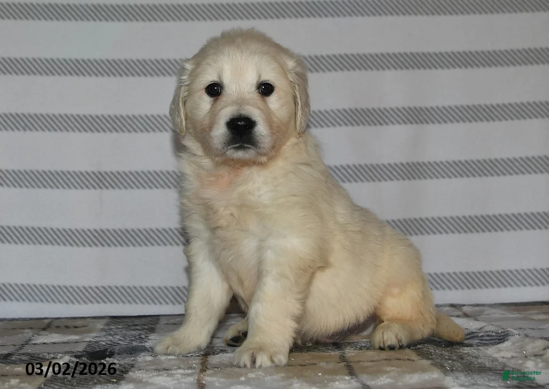 Golden Retriever dogs for sale: Frisco - Ad 1