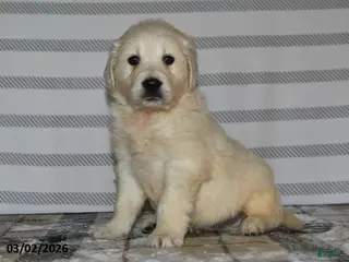 Golden Retriever dogs for sale: Frisco - Ad 2