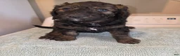 Bernedoodle dogs for sale: Tip Toe - Ad 1